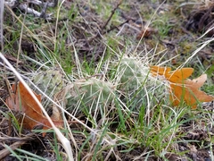 Opuntia × columbiana