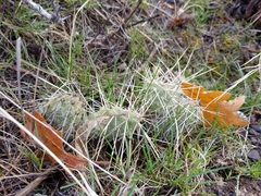 Opuntia × columbiana