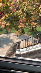 Baeolophus inornatus