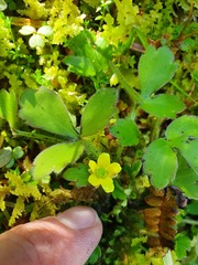 Ranunculus foliosus