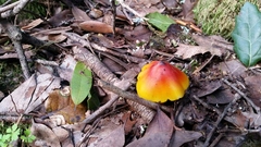 Hygrocybe