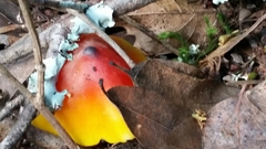 Hygrocybe