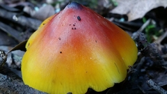 Hygrocybe