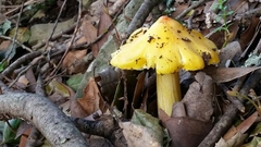 Hygrocybe