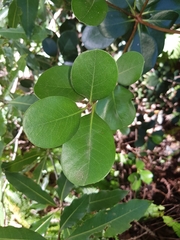 Rhaphiolepis umbellata