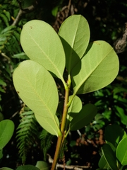 Rhaphiolepis umbellata