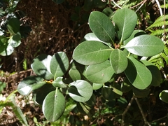 Rhaphiolepis umbellata