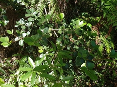 Rhaphiolepis umbellata