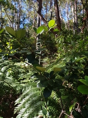 Rhaphiolepis umbellata