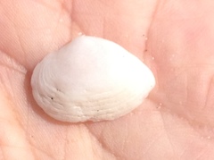 Cumingia californica