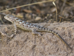 Sceloporus clarkii clarkii