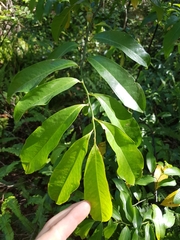 Eupomatia laurina