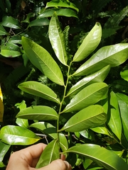 Eupomatia laurina