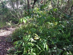 Eupomatia laurina