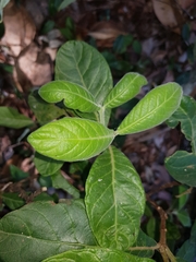 Psychotria loniceroides
