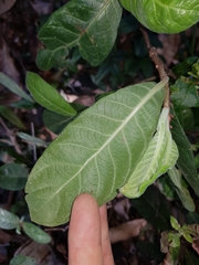 Psychotria loniceroides