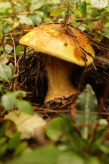 Cortinarius aureofulvus
