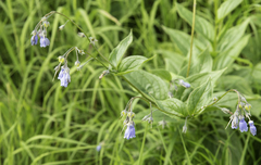 Mertensia paniculata paniculata
