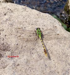 Erpetogomphus crotalinus