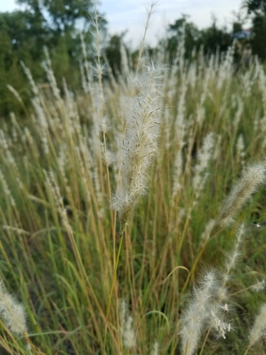 Silver Bluestem Plants Of Nrmp · Inaturalist