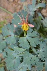 Aquilegia elegantula