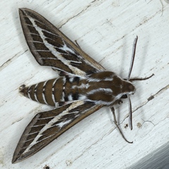 Hyles livornicoides