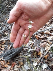 Thelymitra longifolia