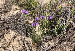 Comesperma calymega