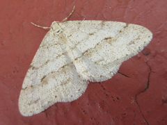 Larerannis orthogrammaria