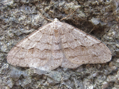 Larerannis orthogrammaria