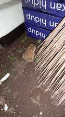 Duttaphrynus melanostictus