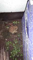 Duttaphrynus melanostictus