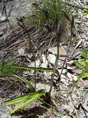 Thelymitra longifolia