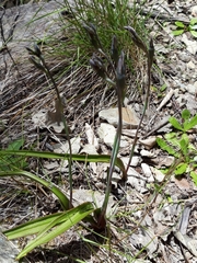 Thelymitra longifolia