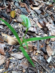 Pterostylis graminea