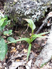 Pterostylis graminea