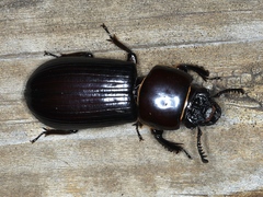 Pharochilus rugiceps