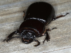 Pharochilus rugiceps