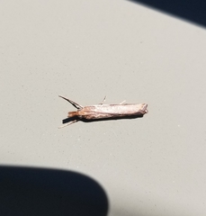 Orocrambus flexuosellus