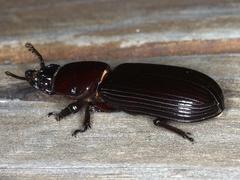 Pharochilus rugiceps