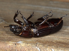 Pharochilus rugiceps