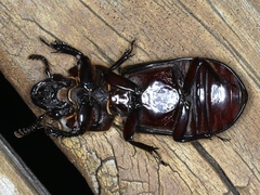 Pharochilus rugiceps