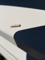 Orocrambus flexuosellus