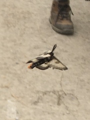 Hemileuca nevadensis