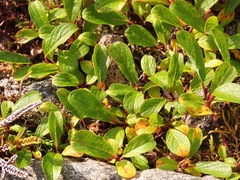 Salix stolonifera