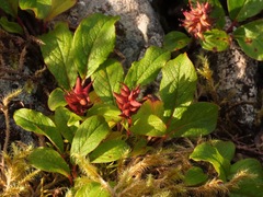 Salix stolonifera