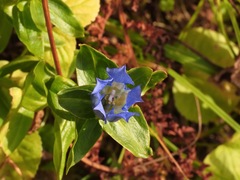 Gentiana platypetala