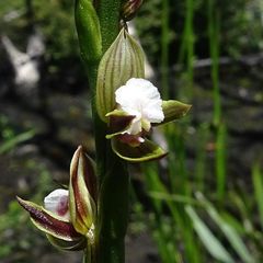 Prasophyllum australe