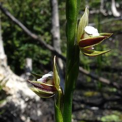 Prasophyllum australe