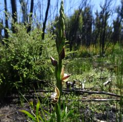 Prasophyllum australe
